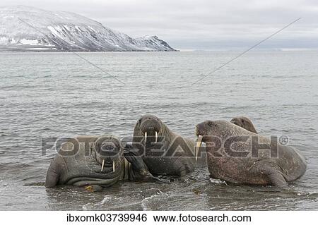"Pod of Walruses (Odobenus rosmarus) on a beach, Phippsoya, Sjuoyane, Svalbard Archipelago, Svalbard and Jan Mayen, Norway, Europe" View Large Photo Image Stock Photograph - "Pod of Walruses (Odobenus rosmarus) on a beach, Phippsoya, Sjuoyane, Svalbard Archipelago, Svalbard and Jan Mayen, Norway, Europe". Fotosearch