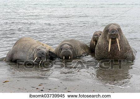 "Pod of Walruses (Odobenus rosmarus) on a beach, Phippsoya, Sjuoyane, Svalbard Archipelago, Svalbard and Jan Mayen, Norway, Europe" View Large Photo Image Stock Photography - "Pod of Walruses (Odobenus rosmarus) on a beach, Phippsoya, Sjuoyane, Svalbard Archipelago, Svalbard and Jan Mayen, Norway, Europe". Fotosearch