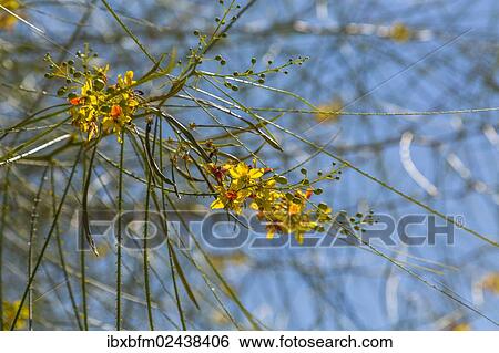 "Poinciana, Peacock Flower (Caesalpinia pulcherrima), Ferragudo, Algarve, Portugal, Europe" View Large Photo Image Stock Photograph - "Poinciana, Peacock Flower (Caesalpinia pulcherrima), Ferragudo, Algarve, Portugal, Europe". Fotosearch
