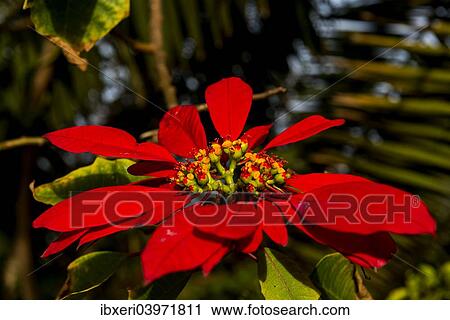 "Poinsettia (Euphorbia pulcherrima), Easter Island, Chile, South America" View Large Photo Image Stock Image - "Poinsettia (Euphorbia pulcherrima), Easter Island, Chile, South America". Fotosearch