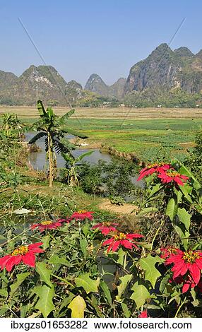 Stock Image - "Poinsettia (Euphorbia pulcherrima), Mai Chau Valley, Vietnam, Asia". Fotosearch