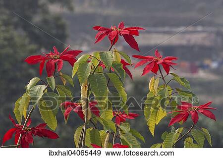 Stock Photo - "Poinsettias (Euphorbia pulcherrima), Bandipur, Nepal, Asia". Fotosearch