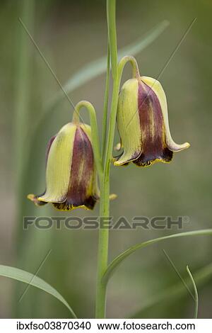 "Pointed-petal Fritillary (Fritillaria acmopetala), flowering, Thuringia, Germany, Europe" View Large Photo Image Stock Image - "Pointed-petal Fritillary (Fritillaria acmopetala), flowering, Thuringia, Germany, Europe". Fotosearch