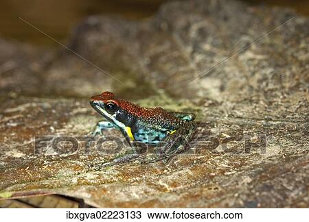Stock Image - "Poison Dart Frog (Epipedabates parvulus), Tiputini rain forest, Yasuni National Park, Ecuador, South America". Fotosearch