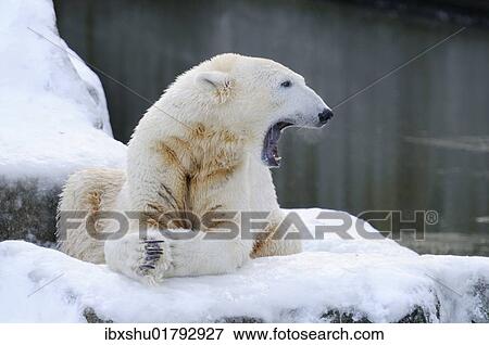 "Polar bear (Ursus maritimus), captive" View Large Photo Image Stock Photo - "Polar bear (Ursus maritimus), captive". Fotosearch