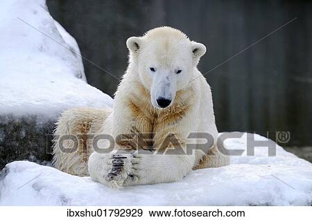 "Polar bear (Ursus maritimus), captive" View Large Photo Image Stock Photo - "Polar bear (Ursus maritimus), captive". Fotosearch