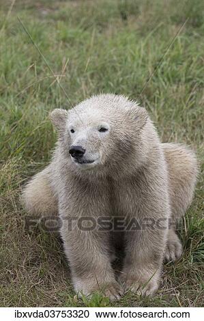 "Polar Bear (Ursus maritimus), cub, in Skandinavisk Dyrepark or Scandinavian Wildlife Park, Jutland, Denmark, Europe" View Large Photo Image Stock Image - "Polar Bear (Ursus maritimus), cub, in Skandinavisk Dyrepark or Scandinavian Wildlife Park, Jutland, Denmark, Europe". Fotosearch