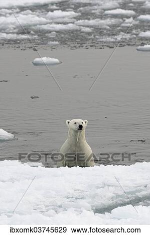 "Polar Bear (Ursus maritimus) emerging from the water onto an ice floe, pack ice, Spitsbergen Island, Svalbard Archipelago, Svalbard and Jan Mayen, Norway, Europe" View Large Photo Image Stock Photo - "Polar Bear (Ursus maritimus) emerging from the water onto an ice floe, pack ice, Spitsbergen Island, Svalbard Archipelago, Svalbard and Jan Mayen, Norway, Europe". Fotosearch