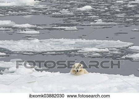 "Polar Bear (Ursus maritimus) lying on sea ice, Spitsbergen, Svalbard archipelago, Svalbard and Jan Mayen, Norway, Europe" View Large Photo Image Stock Image - "Polar Bear (Ursus maritimus) lying on sea ice, Spitsbergen, Svalbard archipelago, Svalbard and Jan Mayen, Norway, Europe". Fotosearch