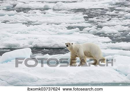 "Polar Bear (Ursus maritimus), male on pack ice, Spitsbergen Island, Svalbard Archipelago, Svalbard and Jan Mayen, Norway, Europe" View Large Photo Image Picture - "Polar Bear (Ursus maritimus), male on pack ice, Spitsbergen Island, Svalbard Archipelago, Svalbard and Jan Mayen, Norway, Europe". Fotosearch