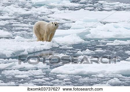 "Polar Bear (Ursus maritimus), male on pack ice, Spitsbergen Island, Svalbard Archipelago, Svalbard and Jan Mayen, Norway, Europe" View Large Photo Image Stock Photo - "Polar Bear (Ursus maritimus), male on pack ice, Spitsbergen Island, Svalbard Archipelago, Svalbard and Jan Mayen, Norway, Europe". Fotosearch