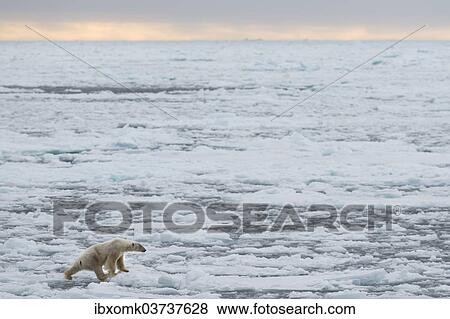 "Polar Bear (Ursus maritimus), male on pack ice, Spitsbergen Island, Svalbard Archipelago, Svalbard and Jan Mayen, Norway, Europe" View Large Photo Image Stock Photo - "Polar Bear (Ursus maritimus), male on pack ice, Spitsbergen Island, Svalbard Archipelago, Svalbard and Jan Mayen, Norway, Europe". Fotosearch