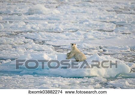"Polar bear (Ursus maritimus), male basking on an ice floe, pack-ice, Spitsbergen, Svalbard Islands, Svalbard and Jan Mayen, Norway, Europe" View Large Photo Image Picture - "Polar bear (Ursus maritimus), male basking on an ice floe, pack-ice, Spitsbergen, Svalbard Islands, Svalbard and Jan Mayen, Norway, Europe". Fotosearch