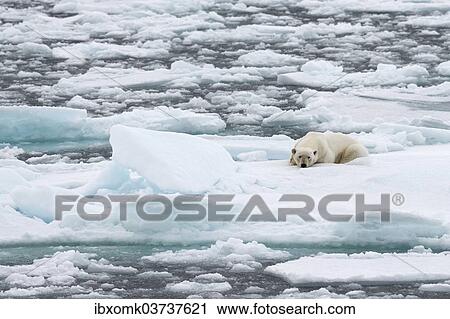 "Polar Bear (Ursus maritimus), male lying on pack ice, Spitsbergen Island, Svalbard Archipelago, Svalbard and Jan Mayen, Norway, Europe" View Large Photo Image Stock Image - "Polar Bear (Ursus maritimus), male lying on pack ice, Spitsbergen Island, Svalbard Archipelago, Svalbard and Jan Mayen, Norway, Europe". Fotosearch