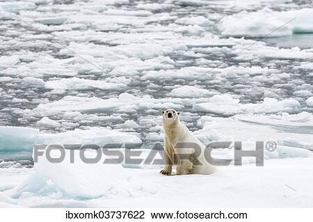 Stock Image - "Polar Bear (Ursus maritimus), male sitting on pack ice, Spitsbergen Island, Svalbard Archipelago, Svalbard and Jan Mayen, Norway, Europe". Fotosearch