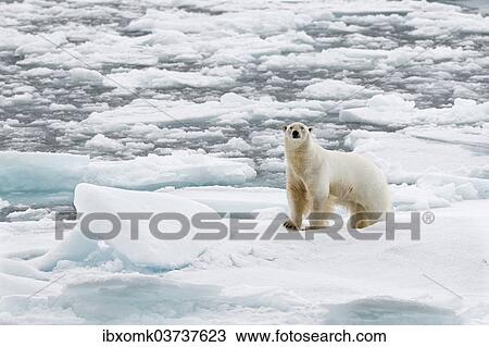 "Polar Bear (Ursus maritimus), male standing on pack ice, Spitsbergen Island, Svalbard Archipelago, Svalbard and Jan Mayen, Norway, Europe" View Large Photo Image Stock Image - "Polar Bear (Ursus maritimus), male standing on pack ice, Spitsbergen Island, Svalbard Archipelago, Svalbard and Jan Mayen, Norway, Europe". Fotosearch
