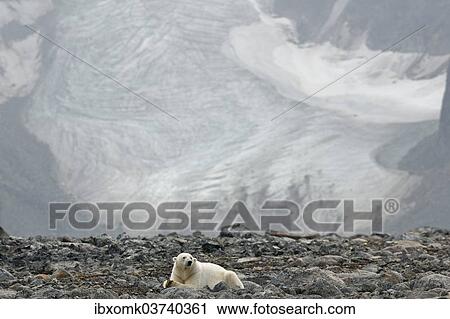 "Polar Bear (Ursus maritimus), male, lying in front of a glacier, Blomstrandhalvoya, Svalbard Archipelago, Svalbard and Jan Mayen, Norway, Europe" View Large Photo Image Stock Image - "Polar Bear (Ursus maritimus), male, lying in front of a glacier, Blomstrandhalvoya, Svalbard Archipelago, Svalbard and Jan Mayen, Norway, Europe". Fotosearch