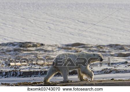 "Polar Bear (Ursus maritimus), male, walking on the beach, Kvitoya, Svalbard Archipelago, Svalbard and Jan Mayen, Norway, Europe" View Large Photo Image Stock Image - "Polar Bear (Ursus maritimus), male, walking on the beach, Kvitoya, Svalbard Archipelago, Svalbard and Jan Mayen, Norway, Europe". Fotosearch