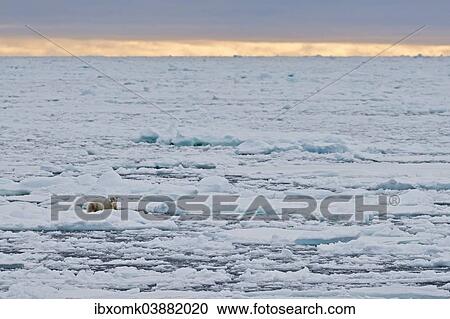 "Polar Bear (Ursus maritimus), male lying on the pack ice, Spitsbergen Island, Svalbard Archipeligo, Svalbard and Jan Mayen, Norway, Europe" View Large Photo Image Stock Image - "Polar Bear (Ursus maritimus), male lying on the pack ice, Spitsbergen Island, Svalbard Archipeligo, Svalbard and Jan Mayen, Norway, Europe". Fotosearch