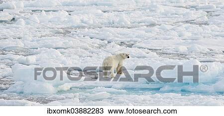 "Polar bear (Ursus maritimus), male standing on an ice floe, pack-ice, Spitsbergen, Svalbard Islands, Svalbard and Jan Mayen, Norway, Europe" View Large Photo Image Stock Image - "Polar bear (Ursus maritimus), male standing on an ice floe, pack-ice, Spitsbergen, Svalbard Islands, Svalbard and Jan Mayen, Norway, Europe". Fotosearch