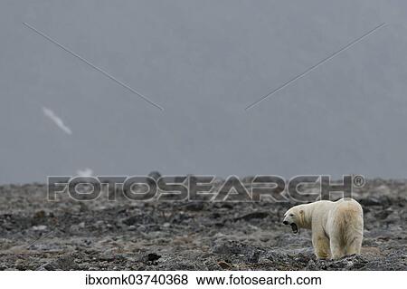Stock Photo - "Polar Bear (Ursus maritimus), male, Blomstrandhalvoya, Svalbard Archipelago, Svalbard and Jan Mayen, Norway, Europe". Fotosearch