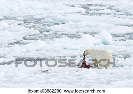 "Polar bear (Ursus maritimus), male feeding on the remains of a preyed seal, pack-ice, Spitsbergen, Svalbard Islands, Svalbard and Jan Mayen, Norway, Europe" View Large Photo Image Stock Photo - "Polar bear (Ursus maritimus), male feeding on the remains of a preyed seal, pack-ice, Spitsbergen, Svalbard Islands, Svalbard and Jan Mayen, Norway, Europe". Fotosearch