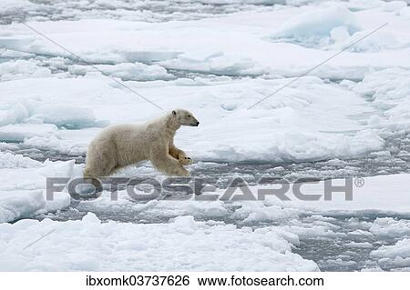 "Polar Bear (Ursus maritimus), male jumping from ice floe to ice floe, Spitsbergen Island, Svalbard Archipelago, Svalbard and Jan Mayen, Norway, Europe" View Large Photo Image Stock Photograph - "Polar Bear (Ursus maritimus), male jumping from ice floe to ice floe, Spitsbergen Island, Svalbard Archipelago, Svalbard and Jan Mayen, Norway, Europe". Fotosearch