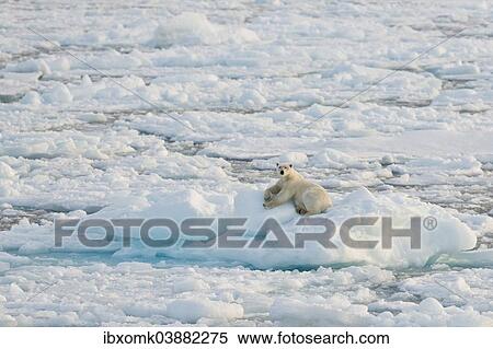 Stock Photography - "Polar bear (Ursus maritimus), male basking on an ice floe, pack-ice, Spitsbergen, Svalbard Islands, Svalbard and Jan Mayen, Norway, Europe". Fotosearch