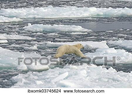 "Polar Bear (Ursus maritimus) on pack ice, jumping from ice floe to ice floe, Spitsbergen Island, Svalbard Archipelago, Svalbard and Jan Mayen, Norway, Europe" View Large Photo Image Picture - "Polar Bear (Ursus maritimus) on pack ice, jumping from ice floe to ice floe, Spitsbergen Island, Svalbard Archipelago, Svalbard and Jan Mayen, Norway, Europe". Fotosearch