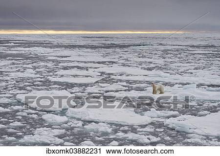 Stock Image - "Polar Bear (Ursus maritimus) on pack ice, Spitsbergen, Svalbard archipelago, Svalbard and Jan Mayen, Norway, Europe". Fotosearch