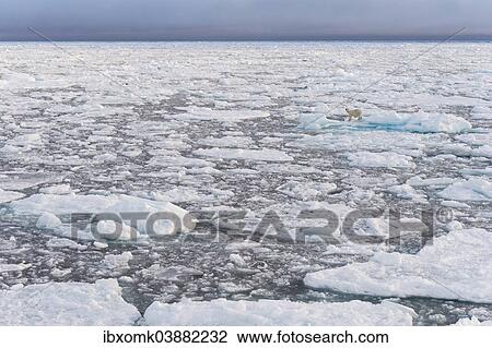 "Polar Bear (Ursus maritimus) on pack ice, Spitsbergen, Svalbard archipelago, Svalbard and Jan Mayen, Norway, Europe" View Large Photo Image Stock Image - "Polar Bear (Ursus maritimus) on pack ice, Spitsbergen, Svalbard archipelago, Svalbard and Jan Mayen, Norway, Europe". Fotosearch