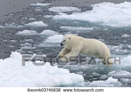 "Polar Bear (Ursus maritimus) on pack ice, jumping from ice floe to ice floe, Spitsbergen Island, Svalbard Archipelago, Svalbard and Jan Mayen, Norway, Europe" View Large Photo Image Stock Photo - "Polar Bear (Ursus maritimus) on pack ice, jumping from ice floe to ice floe, Spitsbergen Island, Svalbard Archipelago, Svalbard and Jan Mayen, Norway, Europe". Fotosearch