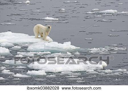 Stock Photo - "Polar Bear (Ursus maritimus) on pack ice, Spitsbergen, Svalbard archipelago, Svalbard and Jan Mayen, Norway, Europe". Fotosearch