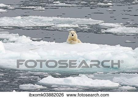 "Polar Bear (Ursus maritimus) on pack ice, Spitsbergen, Svalbard archipelago, Svalbard and Jan Mayen, Norway, Europe" View Large Photo Image Stock Photograph - "Polar Bear (Ursus maritimus) on pack ice, Spitsbergen, Svalbard archipelago, Svalbard and Jan Mayen, Norway, Europe". Fotosearch