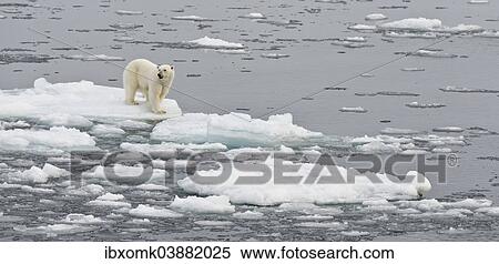 "Polar Bear (Ursus maritimus) on pack ice, Spitsbergen, Svalbard archipelago, Svalbard and Jan Mayen, Norway, Europe" View Large Photo Image Stock Photography - "Polar Bear (Ursus maritimus) on pack ice, Spitsbergen, Svalbard archipelago, Svalbard and Jan Mayen, Norway, Europe". Fotosearch