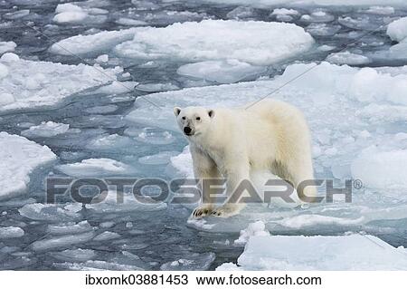 "Polar bear (Ursus maritimus) on pack-ice, attentive, Spitsbergen, Svalbard Islands, Svalbard and Jan Mayen, Norway, Europe" View Large Photo Image Stock Image - "Polar bear (Ursus maritimus) on pack-ice, attentive, Spitsbergen, Svalbard Islands, Svalbard and Jan Mayen, Norway, Europe". Fotosearch