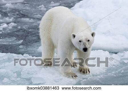 "Polar bear (Ursus maritimus) on pack-ice, Spitsbergen, Svalbard Islands, Svalbard and Jan Mayen, Norway, Europe" View Large Photo Image Stock Image - "Polar bear (Ursus maritimus) on pack-ice, Spitsbergen, Svalbard Islands, Svalbard and Jan Mayen, Norway, Europe". Fotosearch
