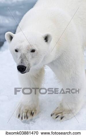 "Polar bear (Ursus maritimus) on pack-ice, Spitsbergen, Svalbard Islands, Svalbard and Jan Mayen, Norway, Europe" View Large Photo Image Stock Image - "Polar bear (Ursus maritimus) on pack-ice, Spitsbergen, Svalbard Islands, Svalbard and Jan Mayen, Norway, Europe". Fotosearch