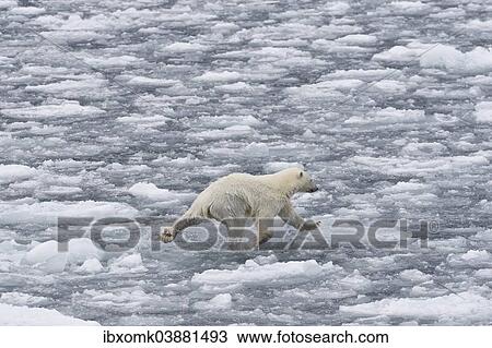 "Polar bear (Ursus maritimus) on pack-ice, balancing on ice floes, Spitsbergen, Svalbard Islands, Svalbard and Jan Mayen, Norway, Europe" View Large Photo Image Stock Image - "Polar bear (Ursus maritimus) on pack-ice, balancing on ice floes, Spitsbergen, Svalbard Islands, Svalbard and Jan Mayen, Norway, Europe". Fotosearch