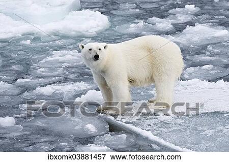 "Polar bear (Ursus maritimus) on pack-ice, Spitsbergen, Svalbard Islands, Svalbard and Jan Mayen, Norway, Europe" View Large Photo Image Stock Photo - "Polar bear (Ursus maritimus) on pack-ice, Spitsbergen, Svalbard Islands, Svalbard and Jan Mayen, Norway, Europe". Fotosearch