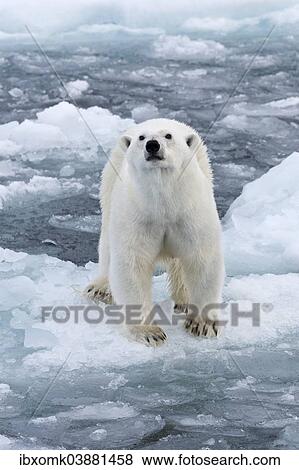 "Polar bear (Ursus maritimus) on pack-ice, scenting, Spitsbergen, Svalbard Islands, Svalbard and Jan Mayen, Norway, Europe" View Large Photo Image Stock Photo - "Polar bear (Ursus maritimus) on pack-ice, scenting, Spitsbergen, Svalbard Islands, Svalbard and Jan Mayen, Norway, Europe". Fotosearch