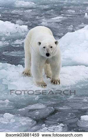 "Polar bear (Ursus maritimus) on pack-ice, Spitsbergen, Svalbard Islands, Svalbard and Jan Mayen, Norway, Europe" View Large Photo Image Stock Photo - "Polar bear (Ursus maritimus) on pack-ice, Spitsbergen, Svalbard Islands, Svalbard and Jan Mayen, Norway, Europe". Fotosearch