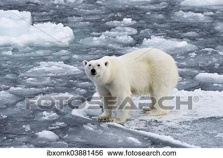 "Polar bear (Ursus maritimus) on pack-ice, Spitsbergen, Svalbard Islands, Svalbard and Jan Mayen, Norway, Europe" View Large Photo Image Stock Photograph - "Polar bear (Ursus maritimus) on pack-ice, Spitsbergen, Svalbard Islands, Svalbard and Jan Mayen, Norway, Europe". Fotosearch