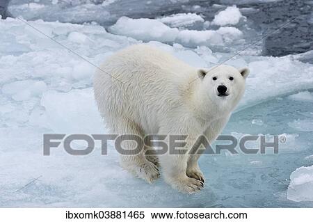 "Polar bear (Ursus maritimus) on pack-ice, Spitsbergen, Svalbard Islands, Svalbard and Jan Mayen, Norway, Europe" View Large Photo Image Stock Photography - "Polar bear (Ursus maritimus) on pack-ice, Spitsbergen, Svalbard Islands, Svalbard and Jan Mayen, Norway, Europe". Fotosearch