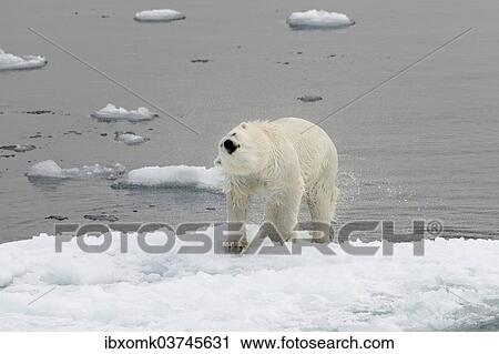 "Polar Bear (Ursus maritimus) shaking off water on an ice floe, pack ice, Spitsbergen Island, Svalbard Archipelago, Svalbard and Jan Mayen, Norway, Europe" View Large Photo Image Stock Image - "Polar Bear (Ursus maritimus) shaking off water on an ice floe, pack ice, Spitsbergen Island, Svalbard Archipelago, Svalbard and Jan Mayen, Norway, Europe". Fotosearch