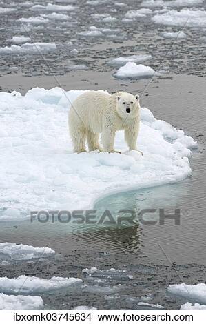 Picture - "Polar Bear (Ursus maritimus) standing on pack ice, Spitsbergen Island, Svalbard Archipelago, Svalbard and Jan Mayen, Norway, Europe". Fotosearch