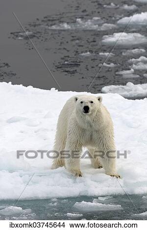 "Polar Bear (Ursus maritimus) standing on pack ice, Spitsbergen Island, Svalbard Archipelago, Svalbard and Jan Mayen, Norway, Europe" View Large Photo Image Picture - "Polar Bear (Ursus maritimus) standing on pack ice, Spitsbergen Island, Svalbard Archipelago, Svalbard and Jan Mayen, Norway, Europe". Fotosearch