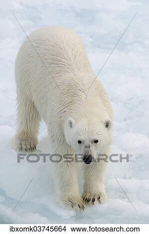 "Polar Bear (Ursus maritimus) standing on pack ice, Spitsbergen Island, Svalbard Archipelago, Svalbard and Jan Mayen, Norway, Europe" View Large Photo Image Picture - "Polar Bear (Ursus maritimus) standing on pack ice, Spitsbergen Island, Svalbard Archipelago, Svalbard and Jan Mayen, Norway, Europe". Fotosearch