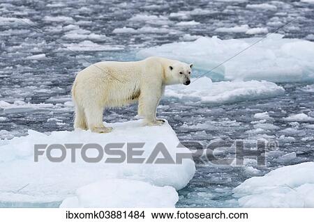 "Polar bear (Ursus maritimus) standing on the edge of an ice floe, Spitsbergen, Svalbard Islands, Svalbard and Jan Mayen, Norway, Europe" View Large Photo Image Picture - "Polar bear (Ursus maritimus) standing on the edge of an ice floe, Spitsbergen, Svalbard Islands, Svalbard and Jan Mayen, Norway, Europe". Fotosearch