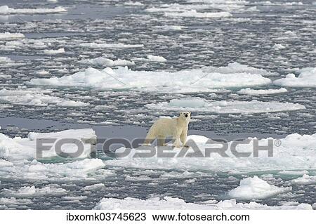 Stock Image - "Polar Bear (Ursus maritimus) standing on pack ice, Spitsbergen Island, Svalbard Archipelago, Svalbard and Jan Mayen, Norway, Europe". Fotosearch